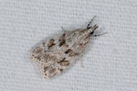 Scoparia ingratella