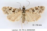 Scoparia ingratella