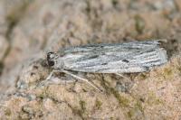 Amphithrix sublineatella