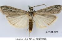 Amphithrix sublineatella