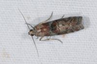 Phycita roborella