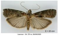 Phycita roborella