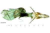 Phycita roborella