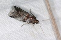 Acrobasis advenella