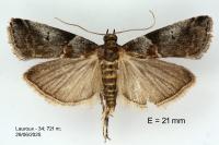 Acrobasis advenella