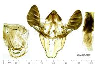 Acrobasis consociella