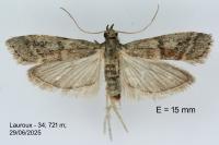 Ephestia woodiella