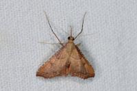 Endotricha flammealis