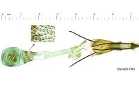 Ephestia welseriella