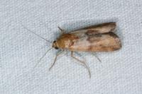 Pterothrixidia rufella