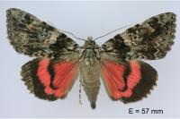 Catocala promissa