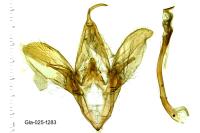 Catocala promissa