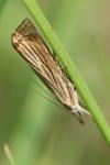 Chrysoteuchia culmella