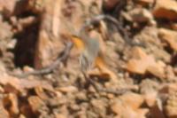 Macroglossum stellatarum