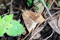 Eupsilia transversa