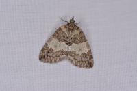 Hydriomena impluviata impluviata