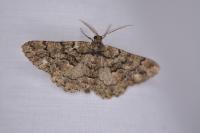 Peribatodes ilicaria ilicaria