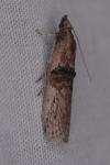 Nephopterix angustella