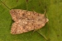 Sunira circellaris