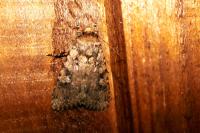 Amphipyra effusa