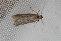 Asalebria florella