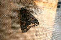 Catephia alchymista