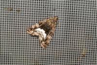 Deltote pygarga