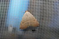 Eublemma polygramma
