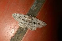 Hypomecis roboraria