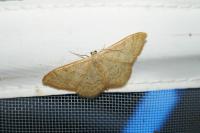 Idaea deversaria