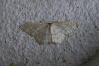 Idaea deversaria