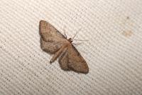 Idaea infirmaria