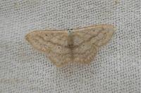 Scopula nigropunctata