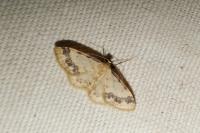 Idaea trigeminata