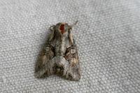 Lacanobia w-latinum