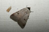 Lygephila craccae