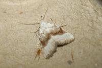 Meganola albula