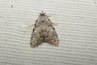 Meganola strigula