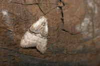 Meganola togatulalis