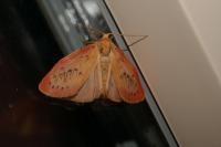 Miltochrista miniata