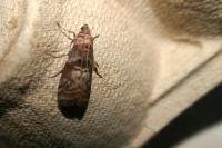 Phycita roborella