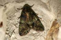 Polyphaenis sericata