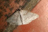 Pseudoterpna coronillaria