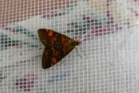 Pyrausta aurata
