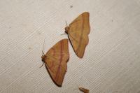 Rhodostrophia calabra