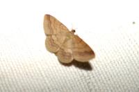 Scopula rubiginata