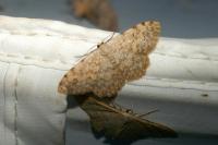 Scopula submutata roseonitens