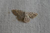 Scopula submutata roseonitens