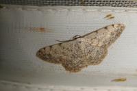 Scopula submutata roseonitens