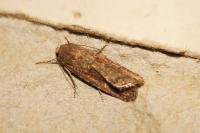 Spodoptera exigua